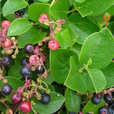 Gaultheria shallon, Salal