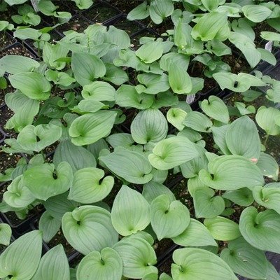 Maianthemum dilatum, False Lily of the Valley
