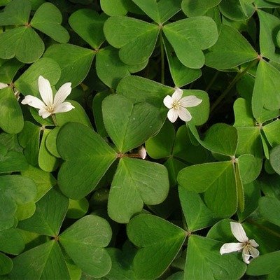 Oxalis oregana, Redwood Sorrell