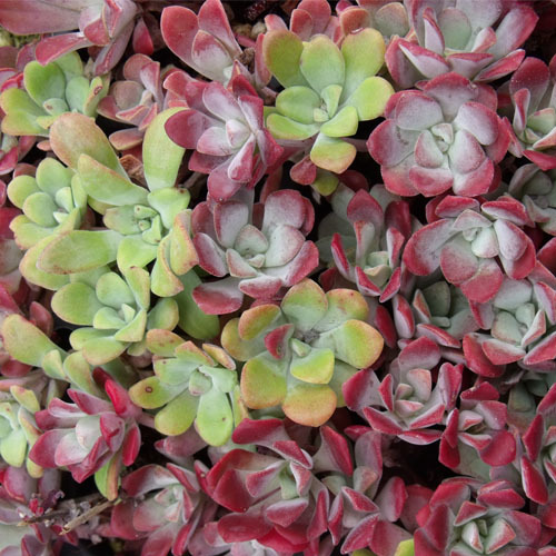 Sedum spathulifolium, Broad-leaved Stonecrop
