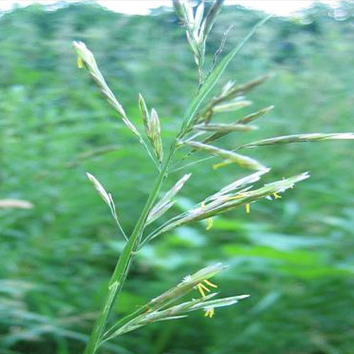 Bromus sitchensis, Alaska Brome