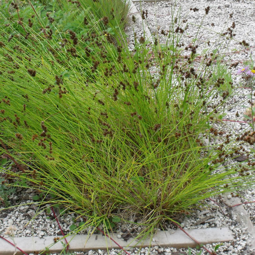 Carex densa, Dense sedge