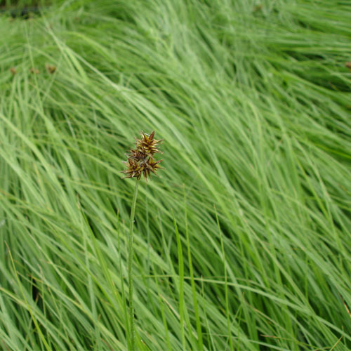 Carex pachystachya, Sand-dune Sedge
