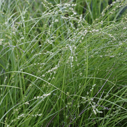 Carex pansa, Dune Sedge