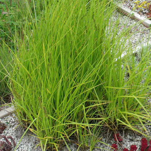 Carex vulpinoidea, Fox Sedge
