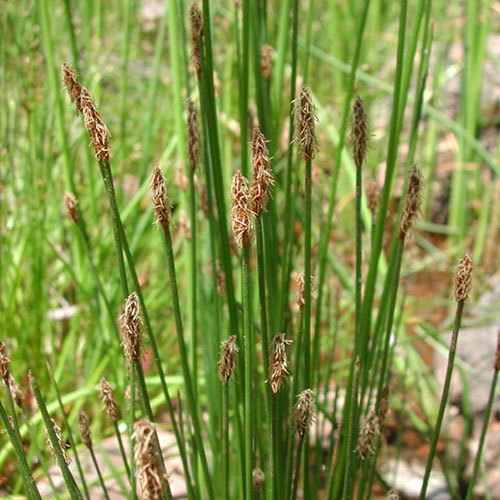 Eleocharis palustris, Spike Rush