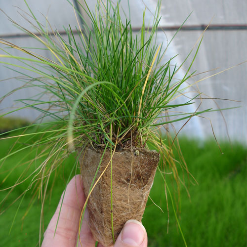 Festuca rubra, Red Fescue