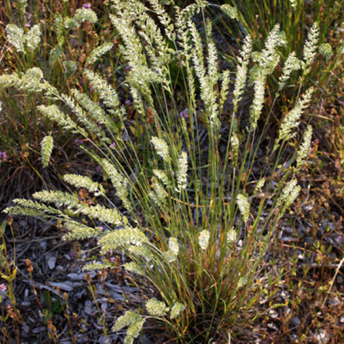Koeleria macrantha, June Grass