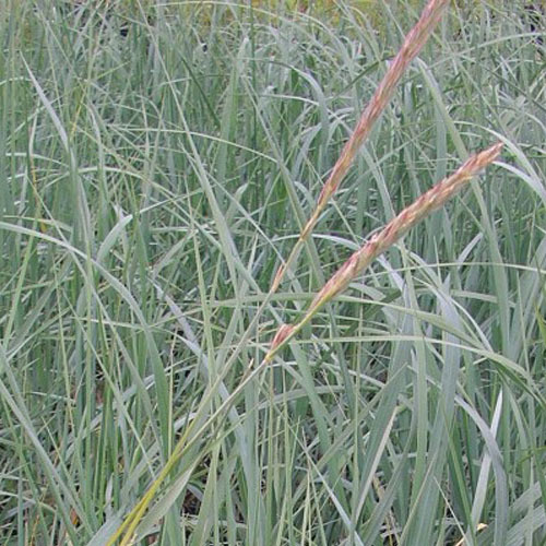 Leymus mollis, Dune Grass