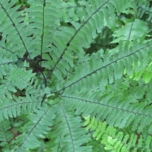 Adiantum aleuticum, Maidenhair Fern