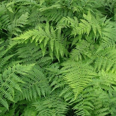 Athyrium filix-femina, Lady Fern