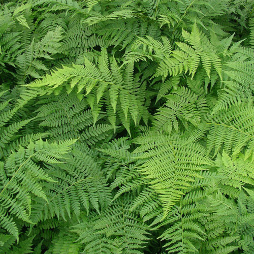 Athyrium filix-femina, Lady Fern