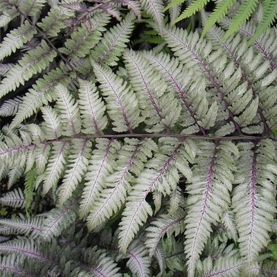 Athyrium niponicum &#39;Pictum&#39;, Japanese Painted Fern