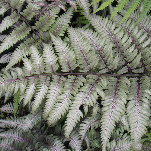 Athyrium niponicum &#39;Pictum&#39;, Japanese Painted Fern