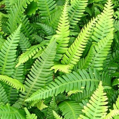 Blechnum spicant, Deer Fern