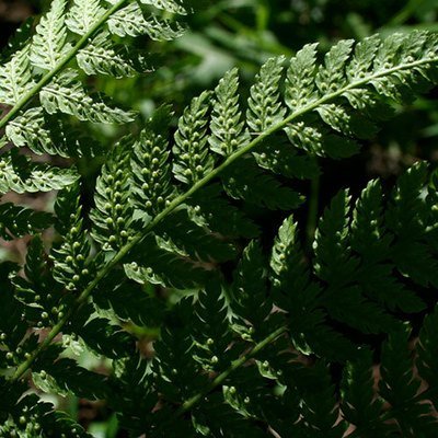 Dryopteris expansa, Spiny-Wood Fern