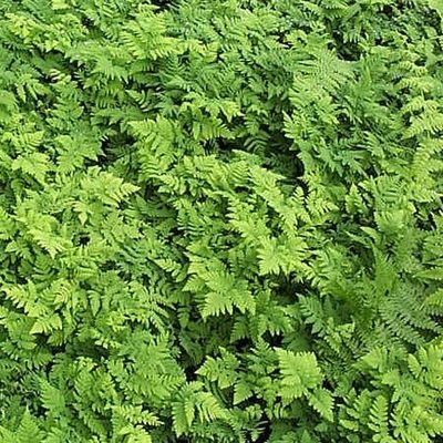 Dryopteris filix-mas, Male Fern