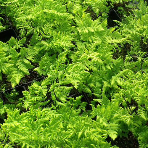 Gymnocarpium dryopteris, Oak Fern