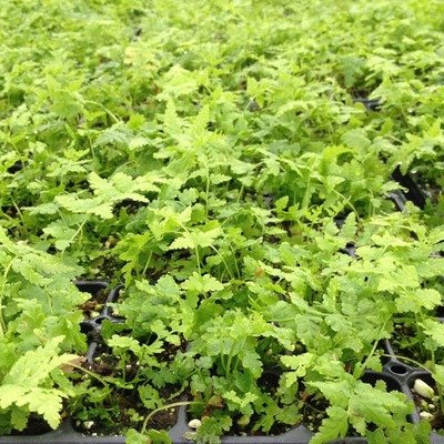 Matteucia struthiopteris, Ostrich Fern