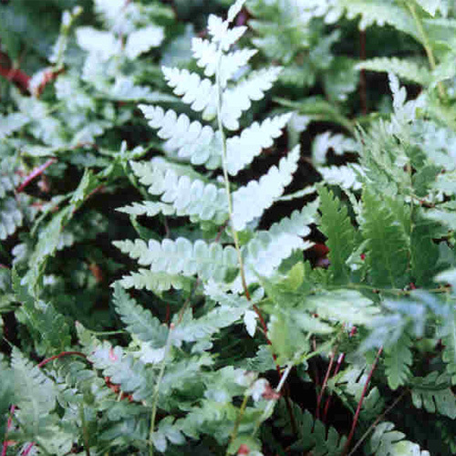 Osmunda cinnamomea, Cinnamon Fern