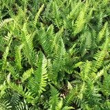 Polystichum munitum, Sword Fern