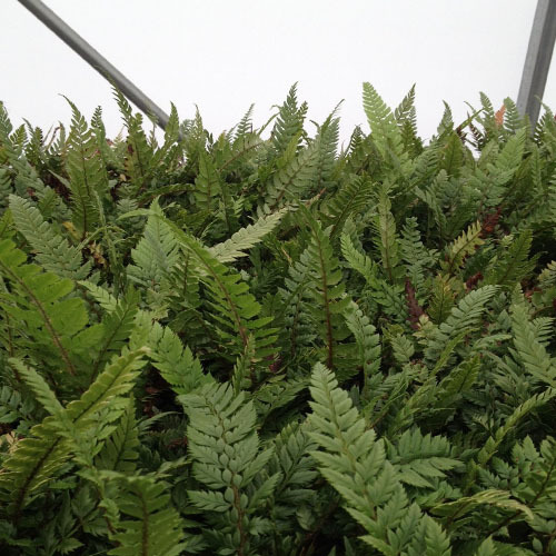 Polystichum neolobatum, Long Eared Holly Fern