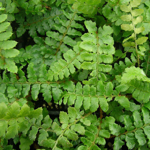 Polystichum polyblepharum, Tassel Fern