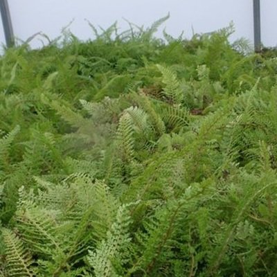Polystichum setiferum &#39;Divisilobum&#39;, Soft Shield Fern