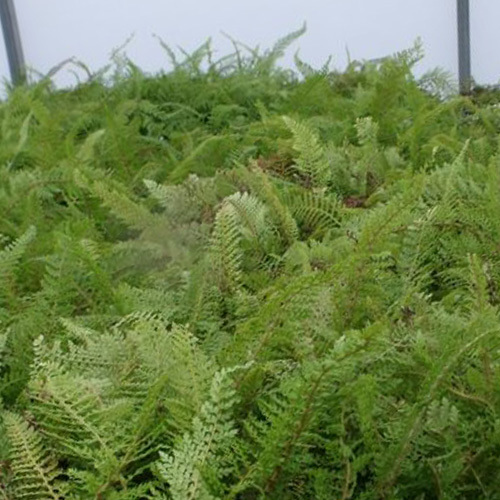 Polystichum setiferum &#39;Divisilobum&#39;, Soft Shield Fern
