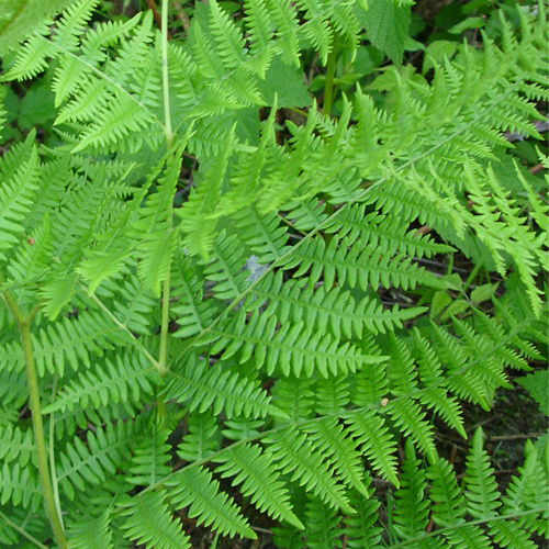 Pteridium aquilinum, Braken Fern