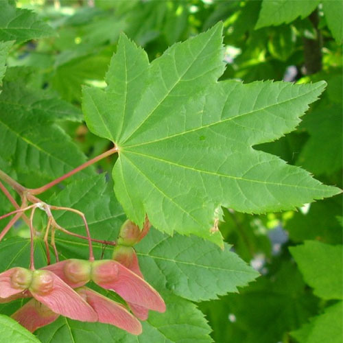 Acer circinatum, Vine Maple