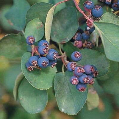 Amelanchier alnifolia, Saskatoon / Serviceberry