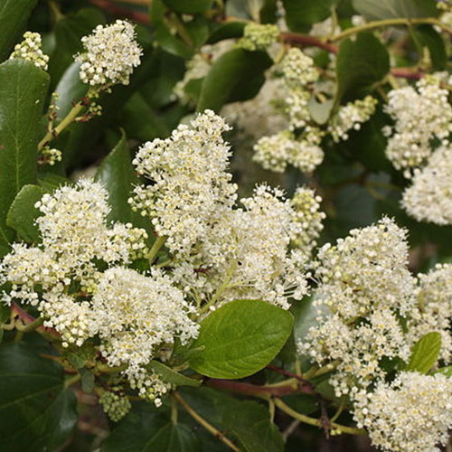 Ceanothus velutinous, Snowbrush
