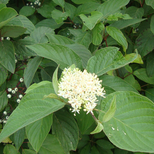 Cornus sericea, Red-twig dogwood