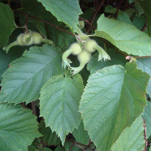 Corylus cornuta, Beaked Hazlenut