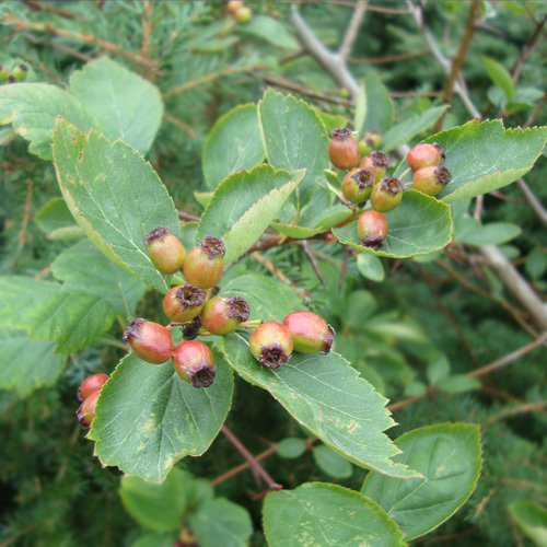 Crataegus douglasii, Black Hawthorn