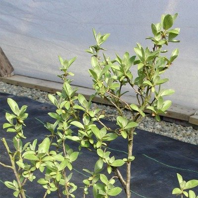 Elaeagnus commutata, Silverberry