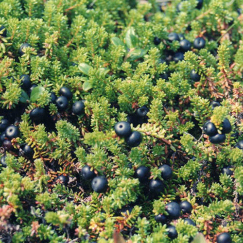 Empetrum nigrum, Crowberry