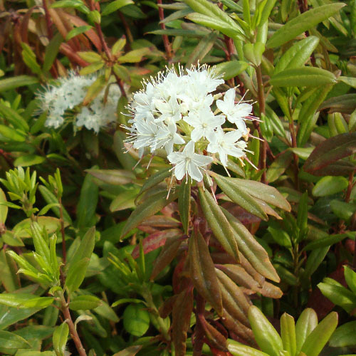 Ledum glandulosum, Trappers Tea