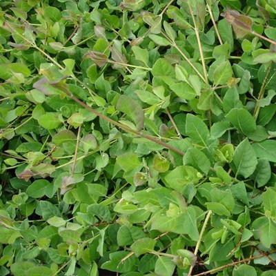 Lonicera ciliosa, Western Honeysuckle