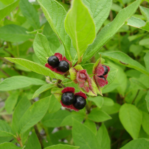 Lonicera involucrata, Black Twinberry