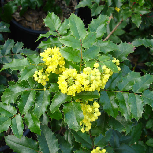 Mahonia aquifolium, Oregon Grape