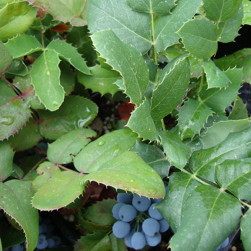 Mahonia nervosa, Dull Oregon Grape