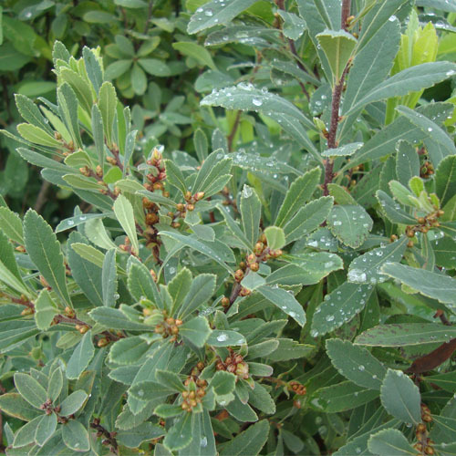 Myrica gale, Sweet Gale