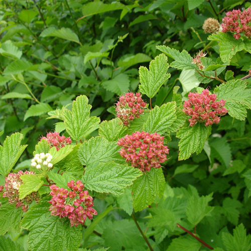 Physocarpus capitatus, Pacific Ninebark