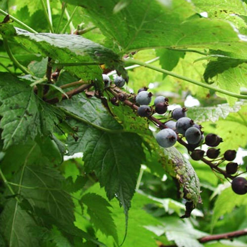 Ribes bracteosum, Stink Currant