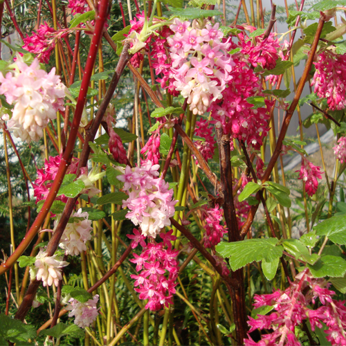 Ribes sanguineum, Red-Flowering Currant