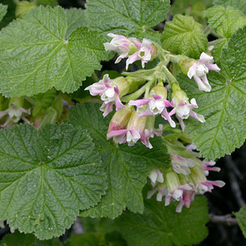 Ribes viscossimum, Sticky Currant