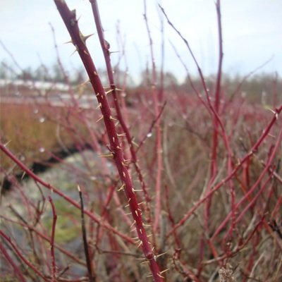 Rosa woodsii, Prairie Rose