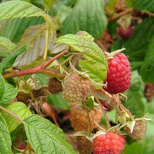 Rubus idaeus strigosus                , Wild Red Raspberry